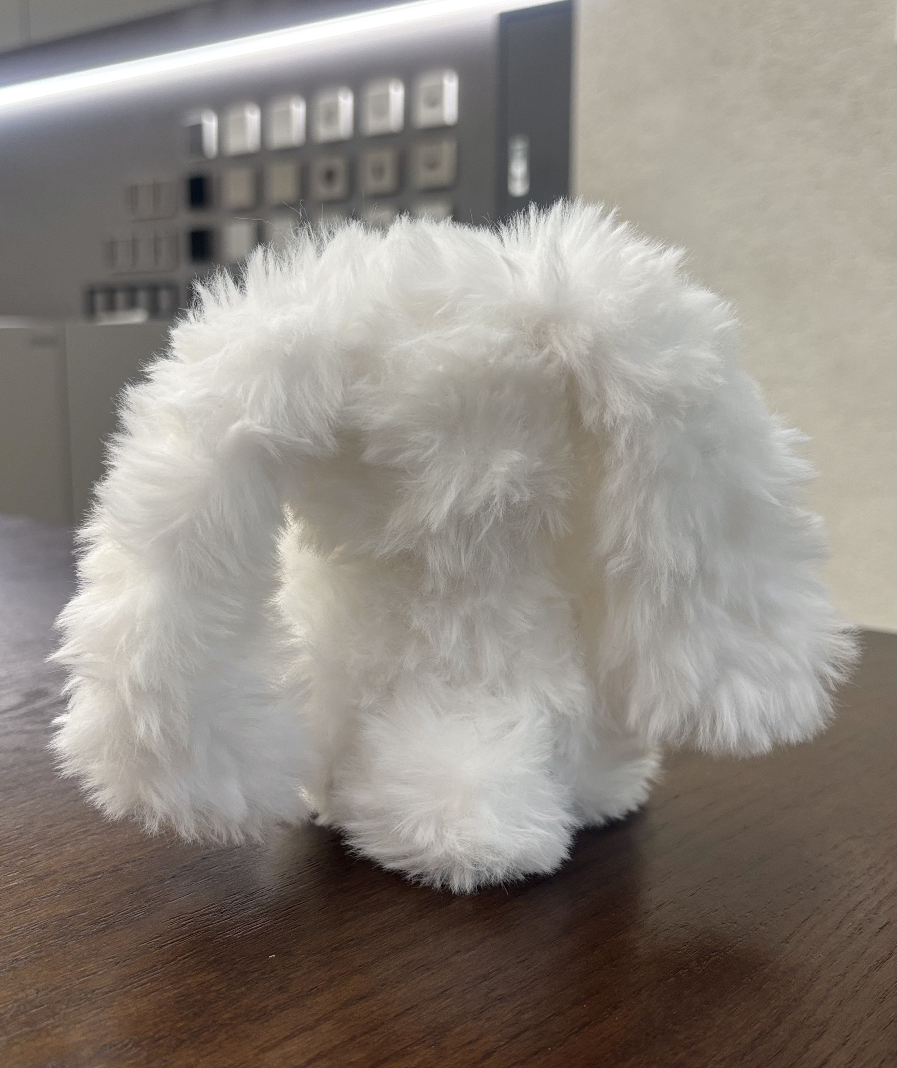 Lop Rabbit 11
